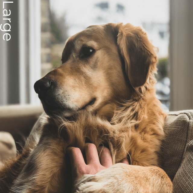 大型犬