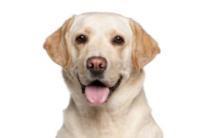 ラブラドールレトリバーってどんな犬?歴史・性格・飼い方について