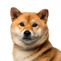 柴犬