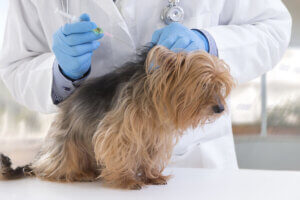 犬の混合ワクチン接種ガイド!種類や予防できる病気について