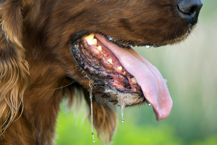 犬のよだれはストレスや病気が原因？症状や対処法とは