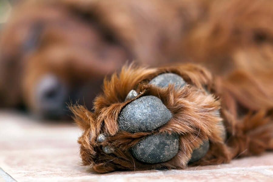 犬の肉球は何のためにあるの？ケアの仕方や肉球の役割について