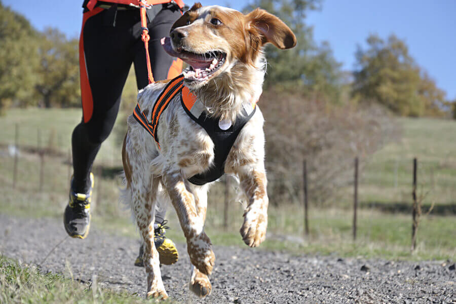 犬と楽しむドッグスポーツ！競技の種類や向いている犬種について