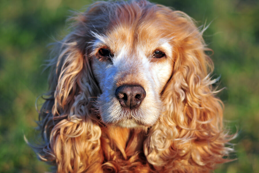 高齢犬の介護は無理せず楽しく。元気に長生きしてもらうために