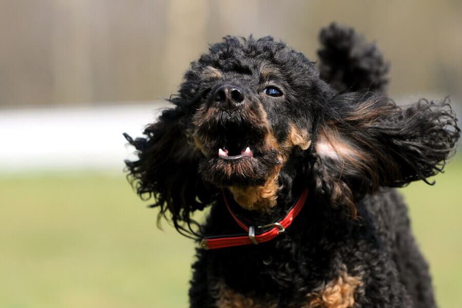 愛犬のしつけ「犬が吠える理由と無駄吠え対策」