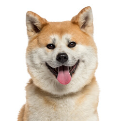 秋田犬