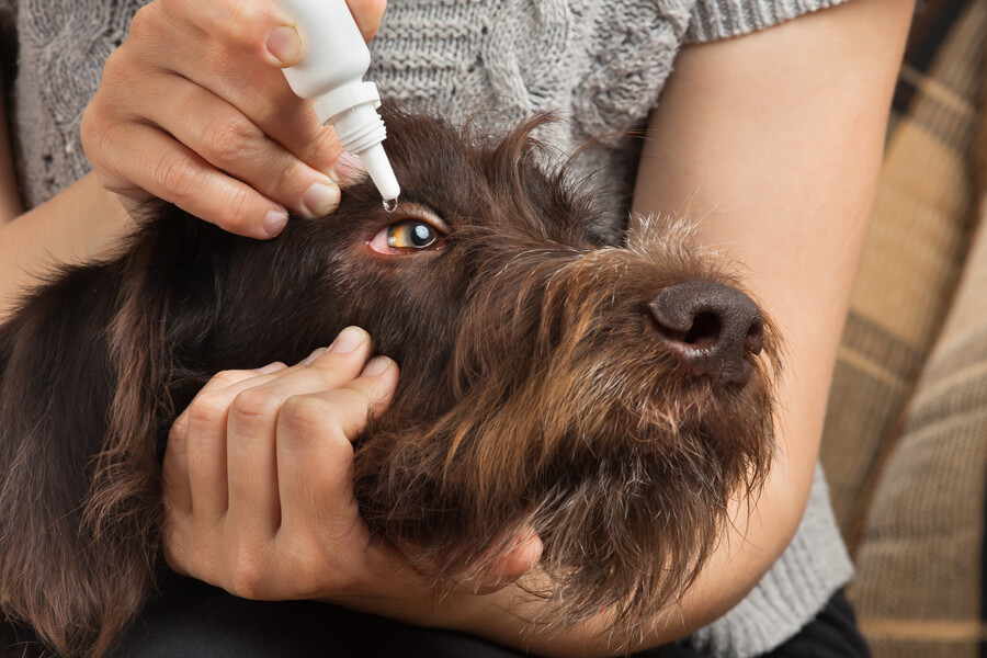 愛犬の目の中にゴミが入ってしまっている場合の対処法