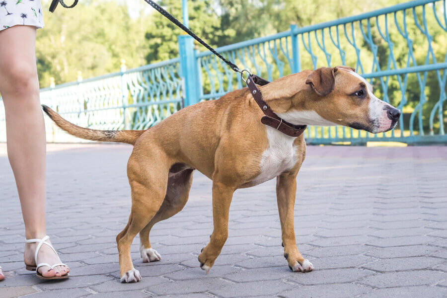 愛犬の散歩「引っ張り癖を直すトレーニング方法」