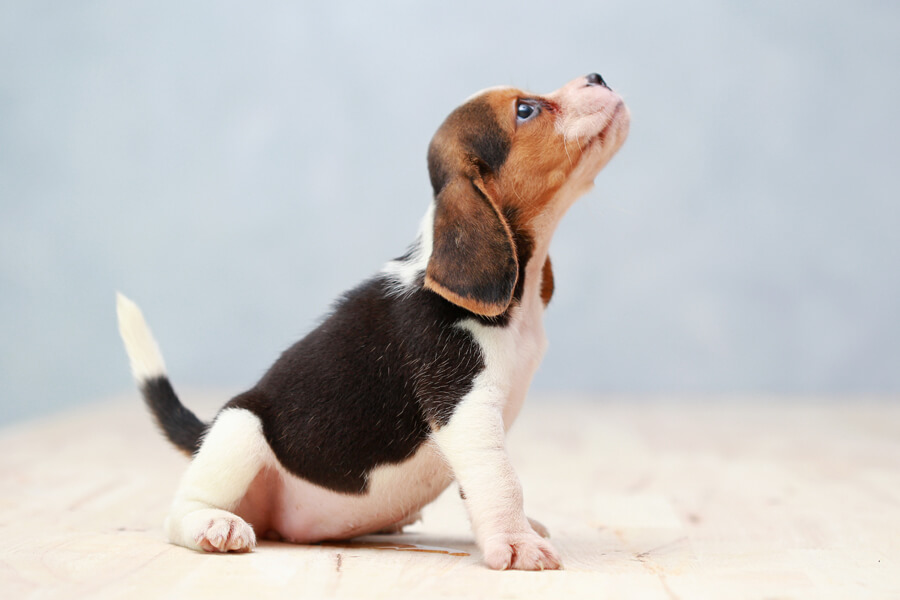 犬がしっぽを振るのは感情表現！尻尾の動きから読み解く愛犬の気持ち