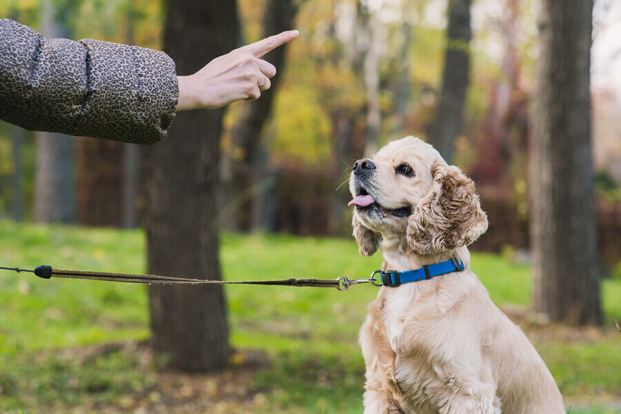 愛犬のしつけ「よく使うコマンド一覧と教え方」