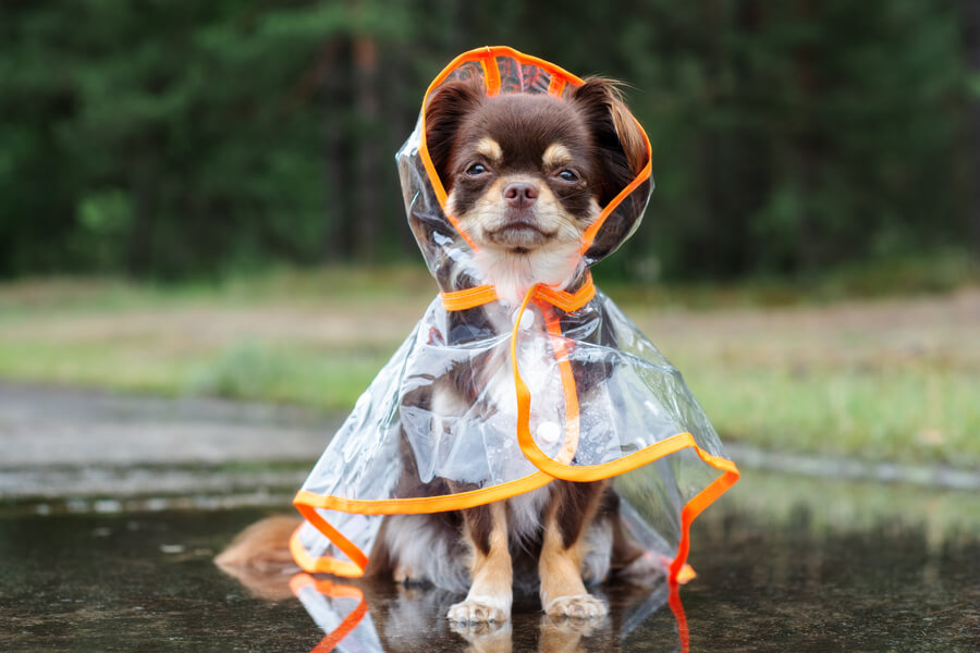 雨の日のお散歩はどうする？おススメの過ごし方と外に出る時の注意点