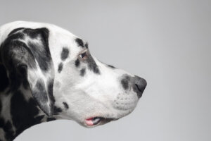 犬のカーミングシグナルとは?あくび・鼻をなめるなどの代表例