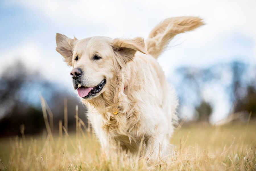 憧れの大型犬！賢い「レトリーバー犬種」全6種類を総まとめ！