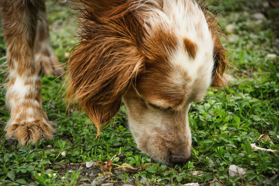 お散歩での危険な拾い食い。愛犬にやめさせる方法と3つの手順