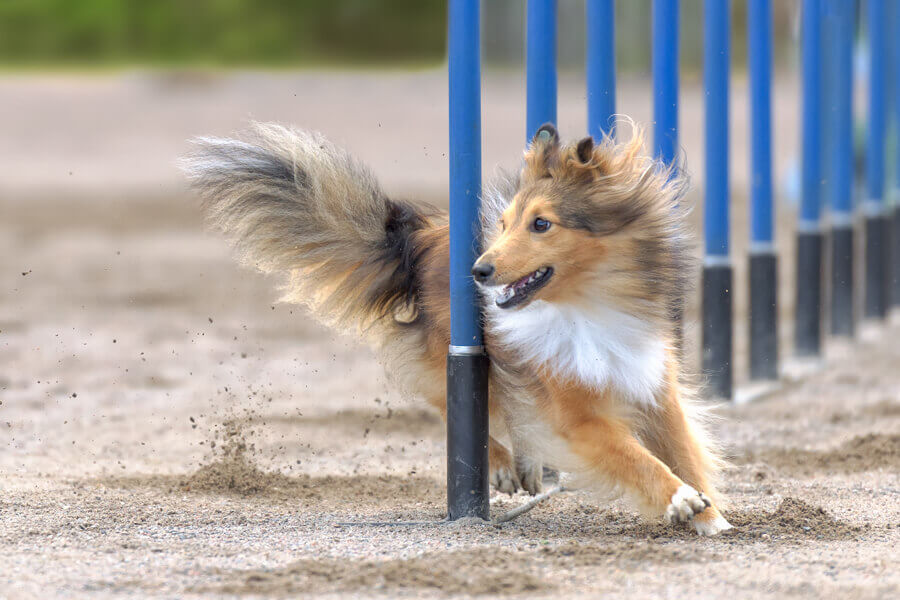 アジリティー はどんな犬種でも楽しめる！始め方とおすすめ体験施設