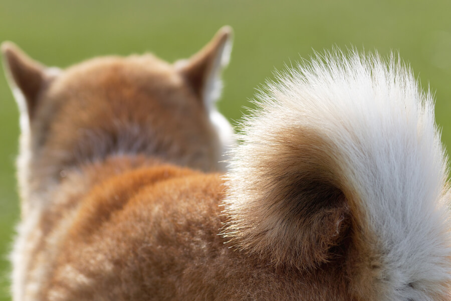 犬のしっぽの形は種類が豊富！16のタイプと代表的な犬種について