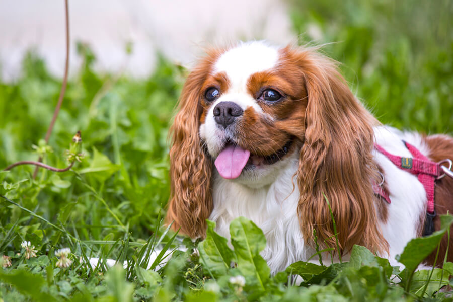 犬の発情期の季節は春と秋が多い？犬の発情サイクルとオスとメスの反応