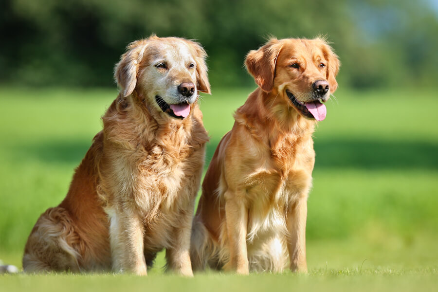 シニア犬こそお散歩へ！散歩に期待できる効果と注意点について