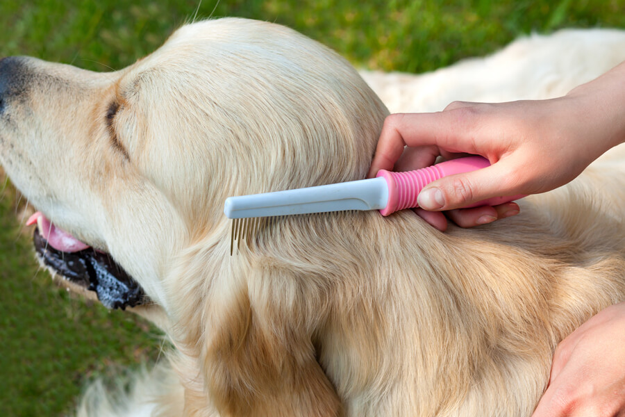 犬の換毛期の時期や期間は？抜け毛の多い・少ない犬種やケア方法について