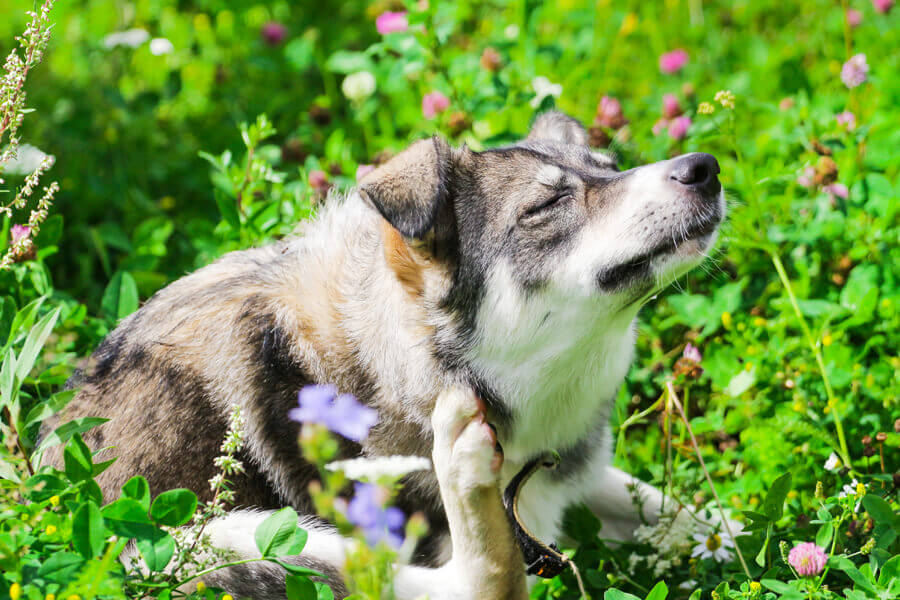 犬のノミダニ対策まとめ！正しい知識を持って愛犬をノミ・ダニから守ろう