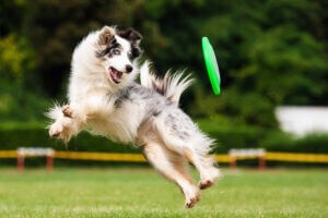 ディスクドッグに向いている犬種は?フリスビーの投げ方や愛犬への教え方