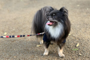 非公開: 愛犬の散歩、首輪とハーネスどっちが良い?違いやメリット・デメリット