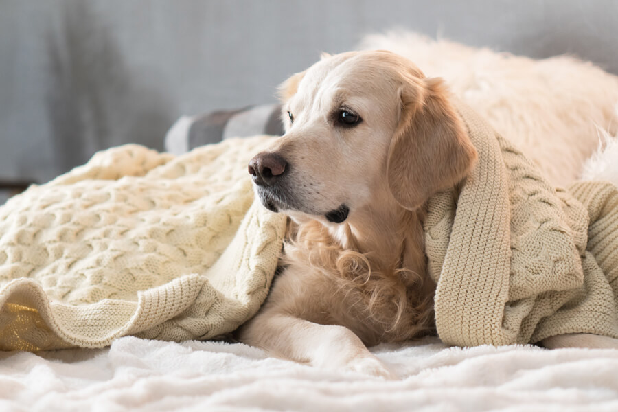 はじめてペットホテルへ愛犬を預ける際の注意点と必要な持ち物は？