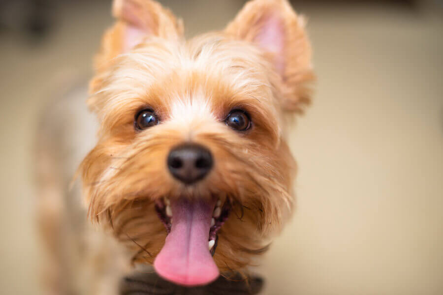 テリアの種類はどのくらいあるの？独特の気質を持つテリア犬種の特徴や性格