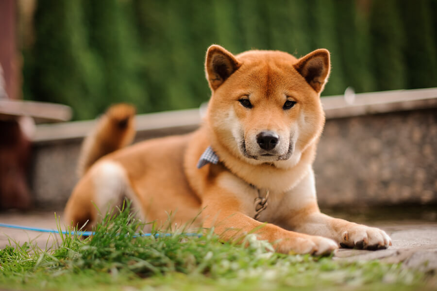 柴犬がかかりやすい7つの病気。症状や治療法、治療費の相場について