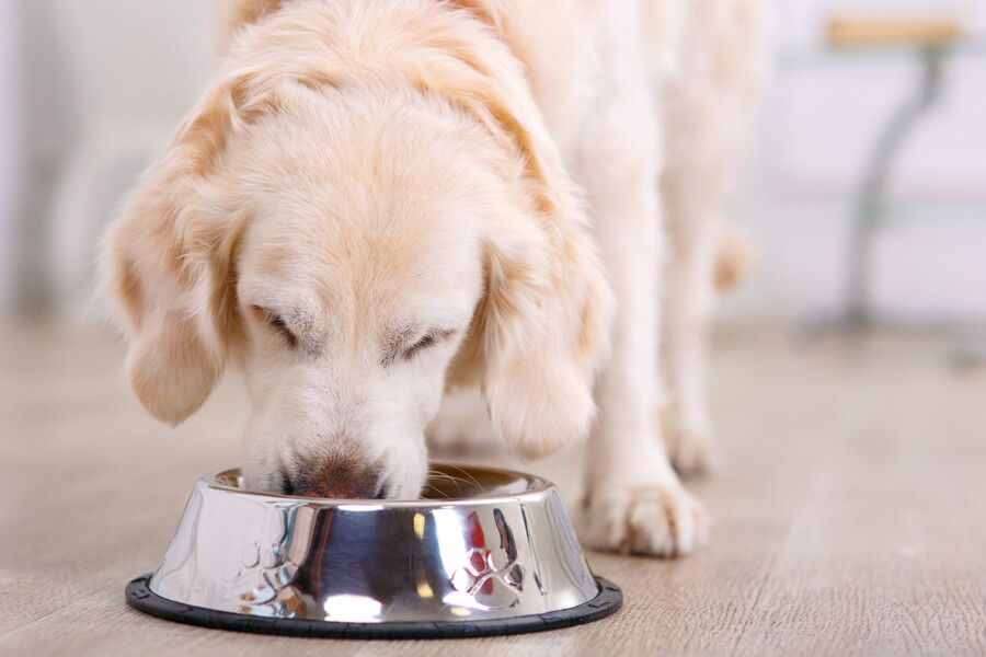 犬は味覚がにぶいって本当？犬が感じられる味と人間との違い