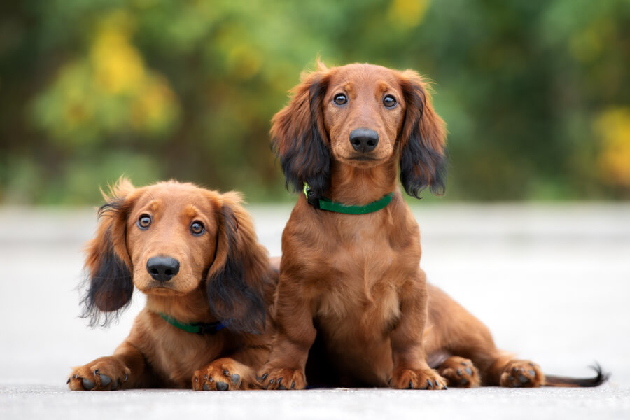 ダックスフンドは飼いやすい？犬種別の飼い方に関する基礎知識と注意点