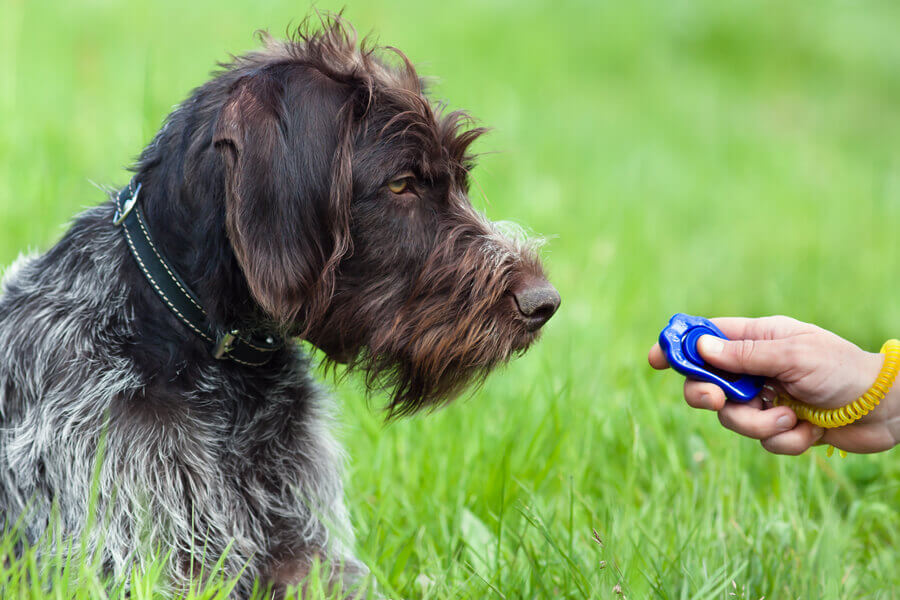 クリッカーを使った犬のしつけ方法とそのメリット・デメリット