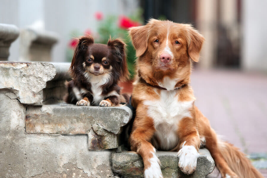 毎日大好きな犬たちに囲まれたい！わんこに関わる仕事の種類と資格について