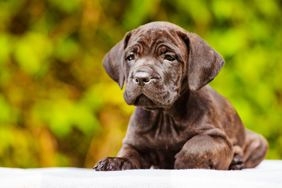 犬のハゲ（脱毛症）の5大原因とは？症状や治療法、予防のポイントについて