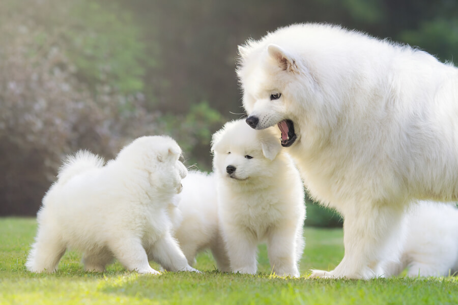 犬の去勢はいつするの？必要性やメリット・デメリット、費用について