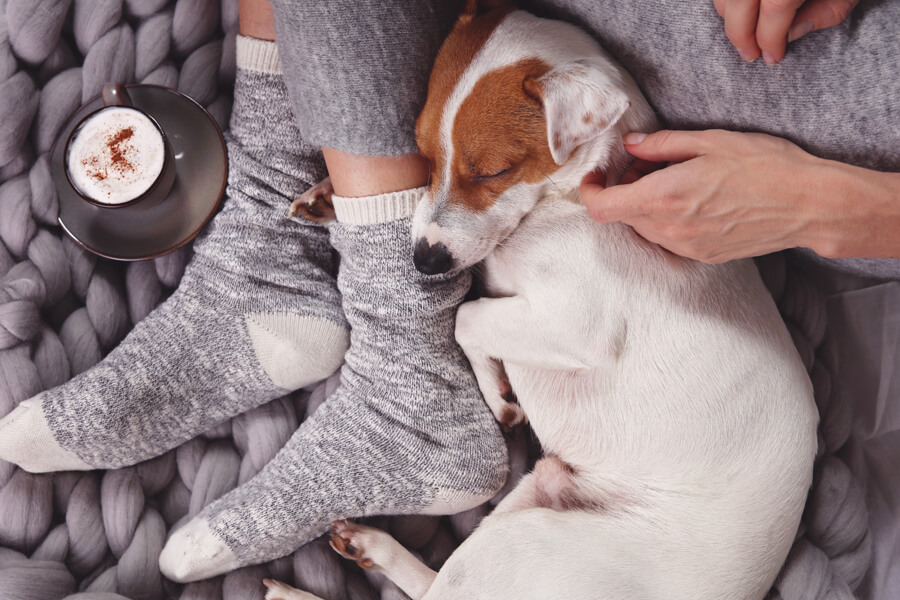 犬が飼い主の足の間で寝る理由は？寝相で分かる犬の心理もご紹介！