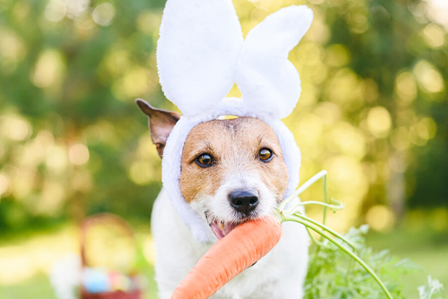 犬はにんじんを食べても大丈夫？栄養面のメリットや適量、与える際の注意点