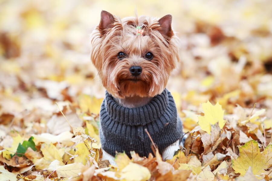 ヨークシャーテリアの育て方！犬種別の飼い方に関する基礎知識と注意点