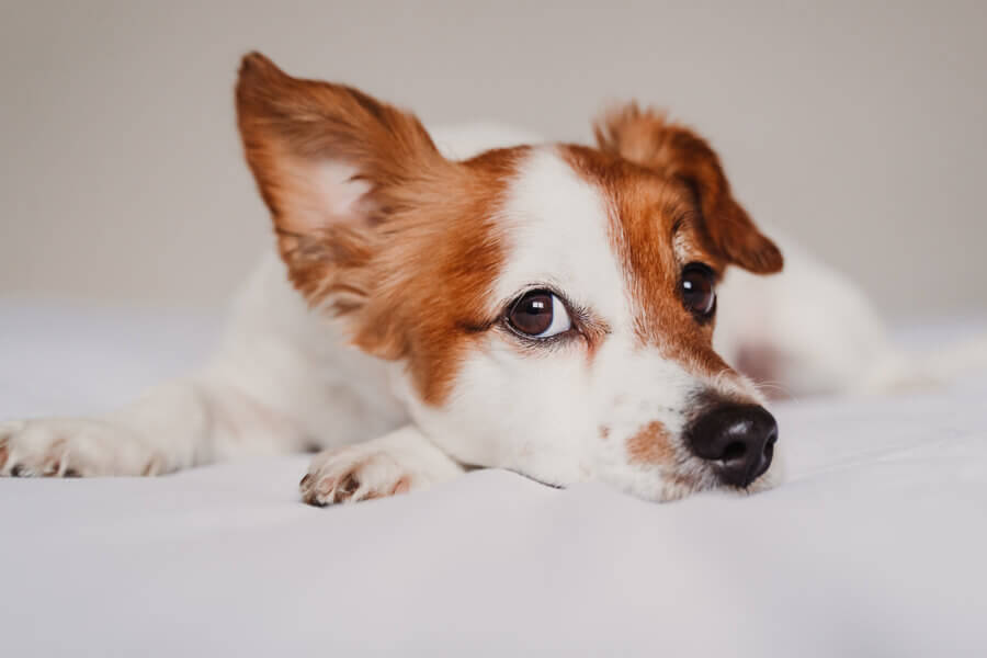 難聴の犬のしつけってどうやるの？基本のトレーニング方法をご紹介