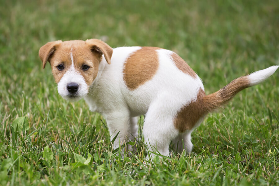 犬の肛門腺絞りってどうやるの？肛門腺チェックとやり方、注意点