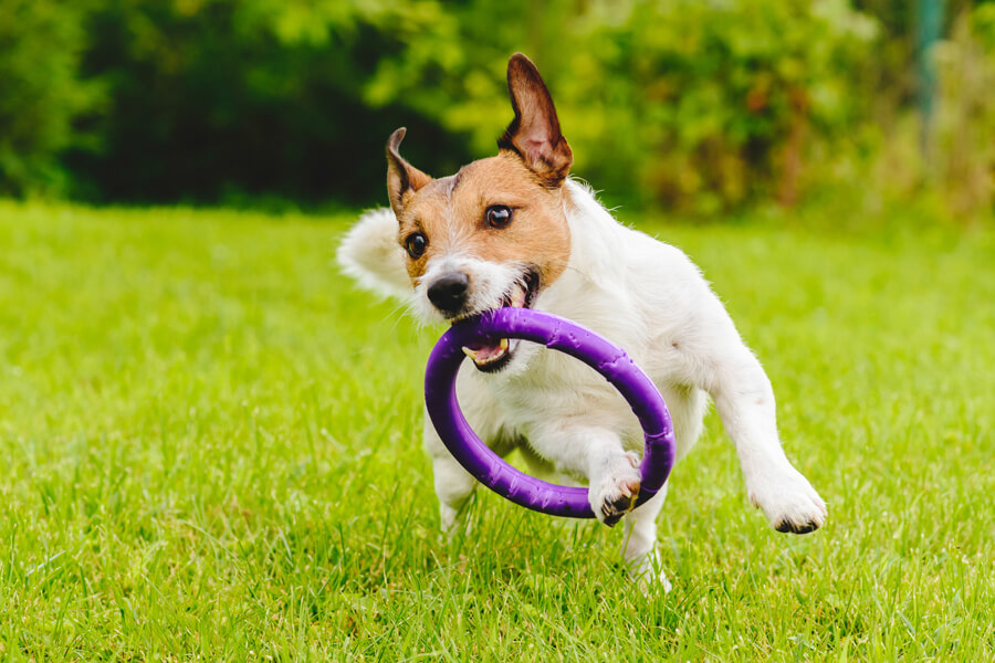 ジャックラッセルテリアのしつけは難しい？犬種別の飼い方に関する基礎知識と注意点