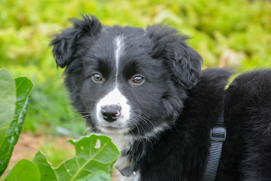 犬はキャベツを食べても大丈夫？栄養面のメリットや適量、与える際の注意点