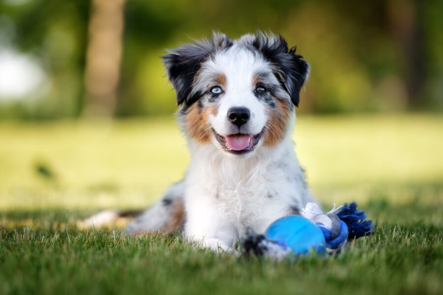 犬のにきび！膿皮症ってどんな病気？原因や症状、治療費・予防法について