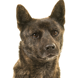 甲斐犬