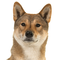 四国犬