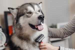 自宅で出来る犬のブラッシング!被毛の種類や長さ別にやり方を解説