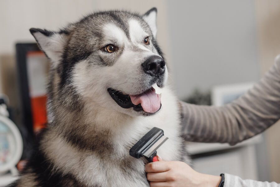 自宅で出来る犬のブラッシング！被毛の種類や長さ別にやり方を解説