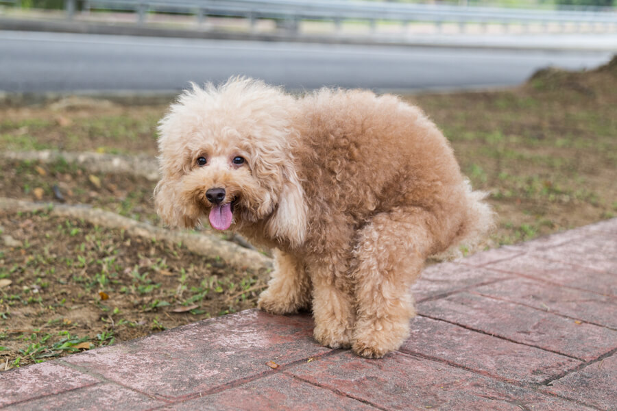 犬がトイレの時にくるくる回るのはなぜ？犬のトイレに関する豆知識