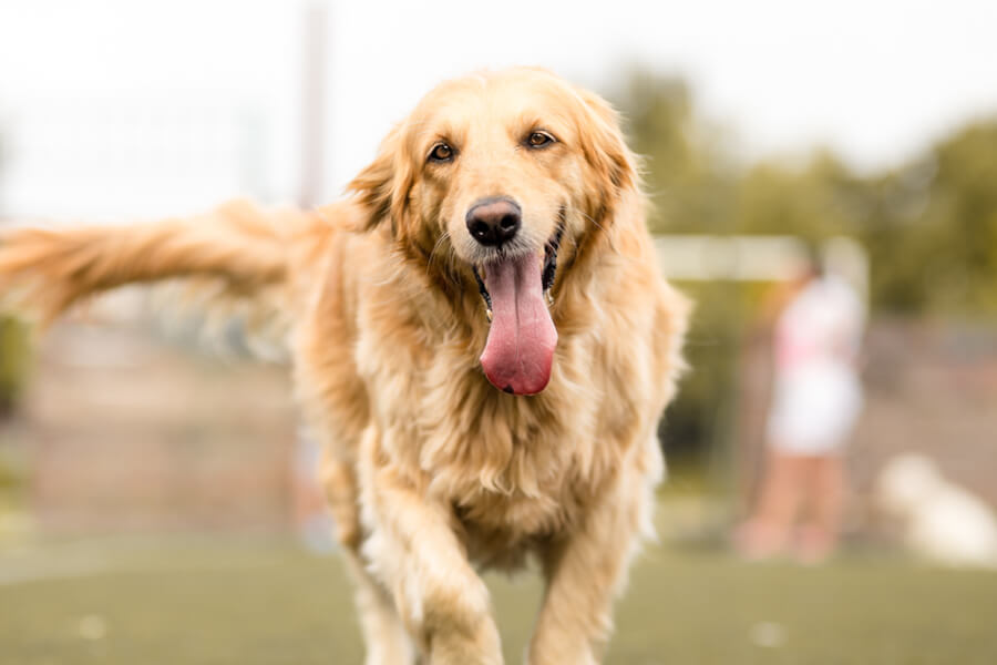 ゴールデンレトリバーにトリミングは必要？飼い方に関する基礎知識と注意点