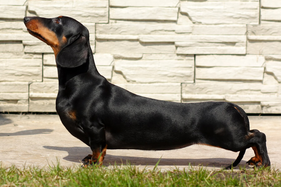 椎間板ヘルニアってどんな病気？原因や症状、好発犬種や治療・予防法